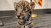 Texas Couple Accused of Allegedly Selling Baby Jaguar in Local Parking Lot