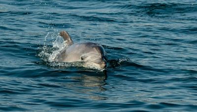 Dolphin cruises help Istanbul treasure its Bosphorus bottlenoses