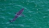 Missing California swimmer reportedly attacked by shark, say officials