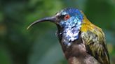 Common ancestor of all birds was probably iridescent