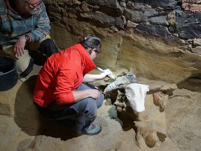 Mammoth Bones Found in Wine Cellar