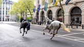 Horses Run Loose Through Central London in Surreal Spectacle