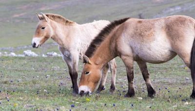 Return Of The Wild Horses: Przewalski’s Horses Reintroduced To Homeland