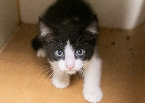 Nine-week-old stray kitten found alive and rescued from car engine compartment - The Boston Globe