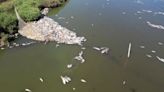 WATCH: Masses of fish die-off at lagoon in Italy