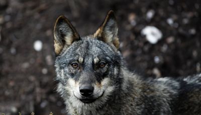 El cuento del lobo: la inagotable leyenda de un fabuloso depredador
