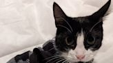 Cat owner reunited with pet Tux after emotional Lyft ride saga