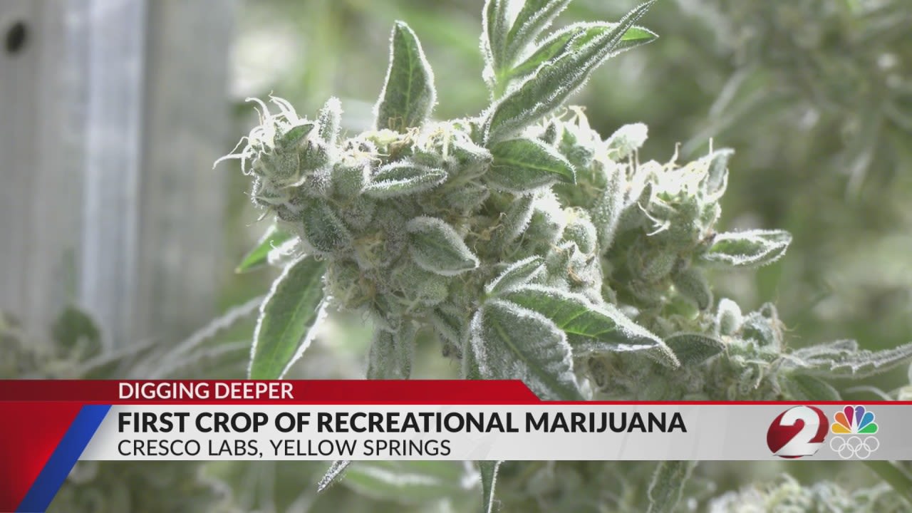 Cresco Labs preparing first batch of marijuana for adult-use market