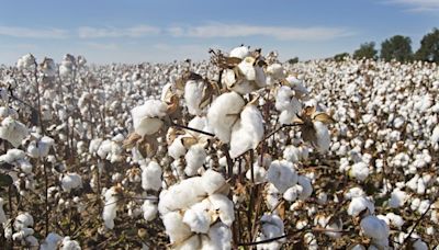 「髒棉花」是破壞原林罪魁禍首！調查報告：夷平近10萬公頃土地 - 國際
