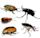 Coleoptera