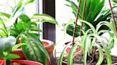 The 5 Prettiest Plants That Prevent Mold - Perfect Bathroom Foliage to Keep Your Space Looking Fresh