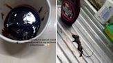 Family finds dead mouse in Hershey’s chocolate syrup ordered via Zepto. Horrifying video