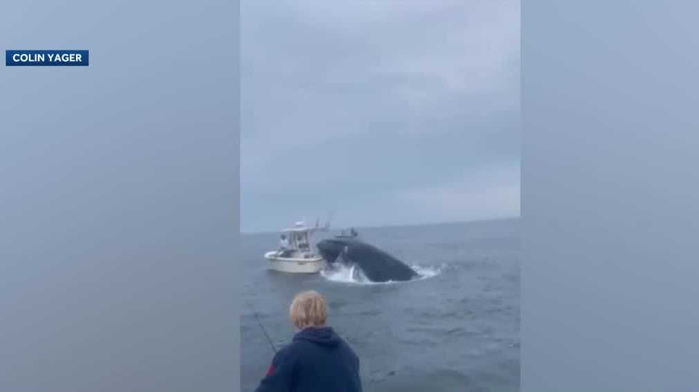 Video captures whale breaching into fishing boat near Portsmouth Harbor