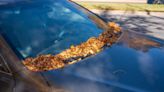 Car Experts Reveal Easy Ways To Remove Tree Sap From Your Car + the One Thing You Should Never Do