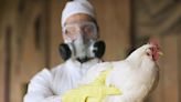 La OMS confirmó la primera muerte humana por la gripe aviar