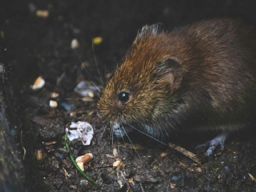 ¿Por qué se realiza y quiénes participan en la Cumbre Nacional de Ratas en Nueva York?