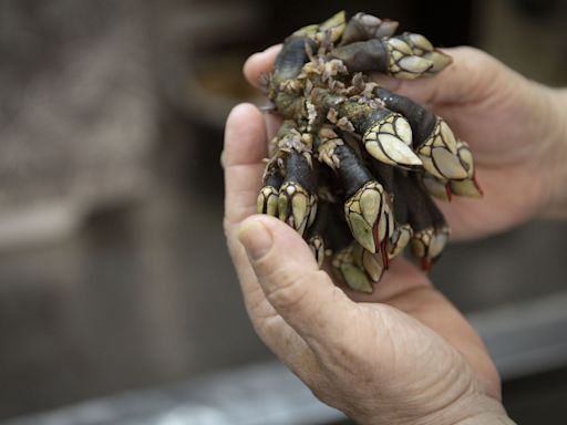 Das águas de Junho para o prato: eventos gastronómicos a saborear este mês