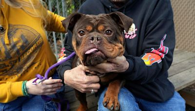 150 refugios de animales participan el 1 de junio en Primer Día para Adoptar Mascota en California - La Opinión