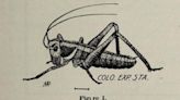 Mormon crickets scurry across Nevada streets. Here’s a look back at the cricket war of 1848