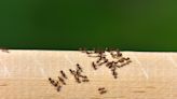 How to Get Rid of Ants from Your Home Using Natural Remedies