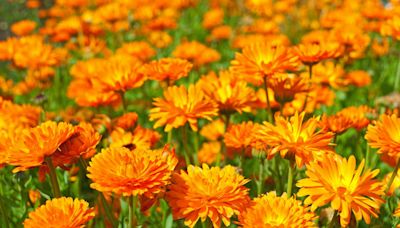 30 Best Orange Flowers for Your Garden to Add Dimension and Color