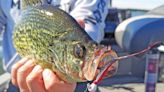 Extensive Minnesota crappie study delves into the 'cycles' of this boom or bust species - Outdoor News