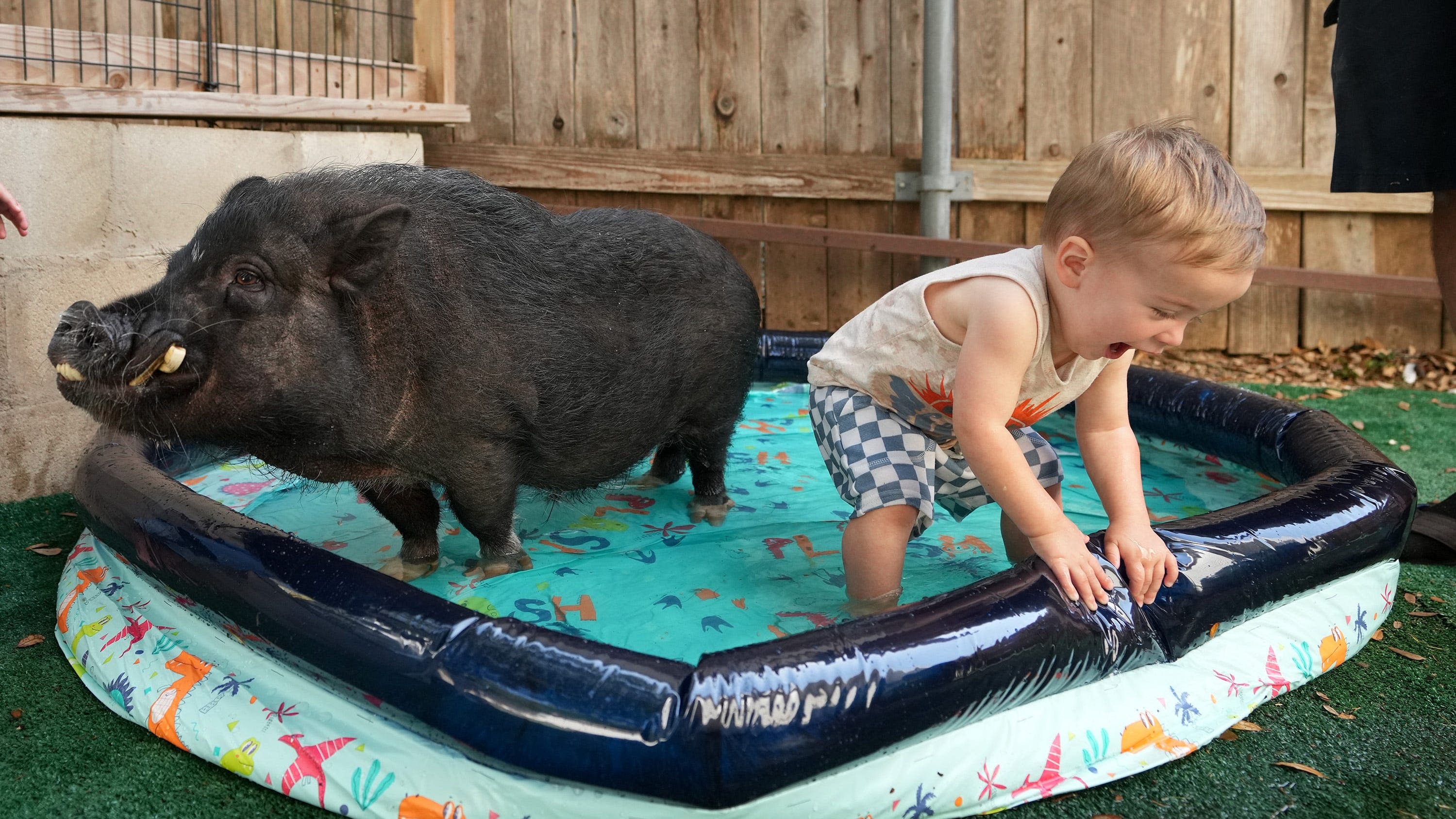 How big do miniature pigs get? 'Teacup' variety may get larger than owners bargain for