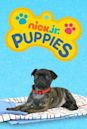 Nick Jr. Puppies