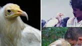 Rod, Jurong Bird Park’s Egyptian Vulture, dies at nearly 60