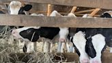 ‘None of us saw this coming’: Michigan confronts bird flu in cows