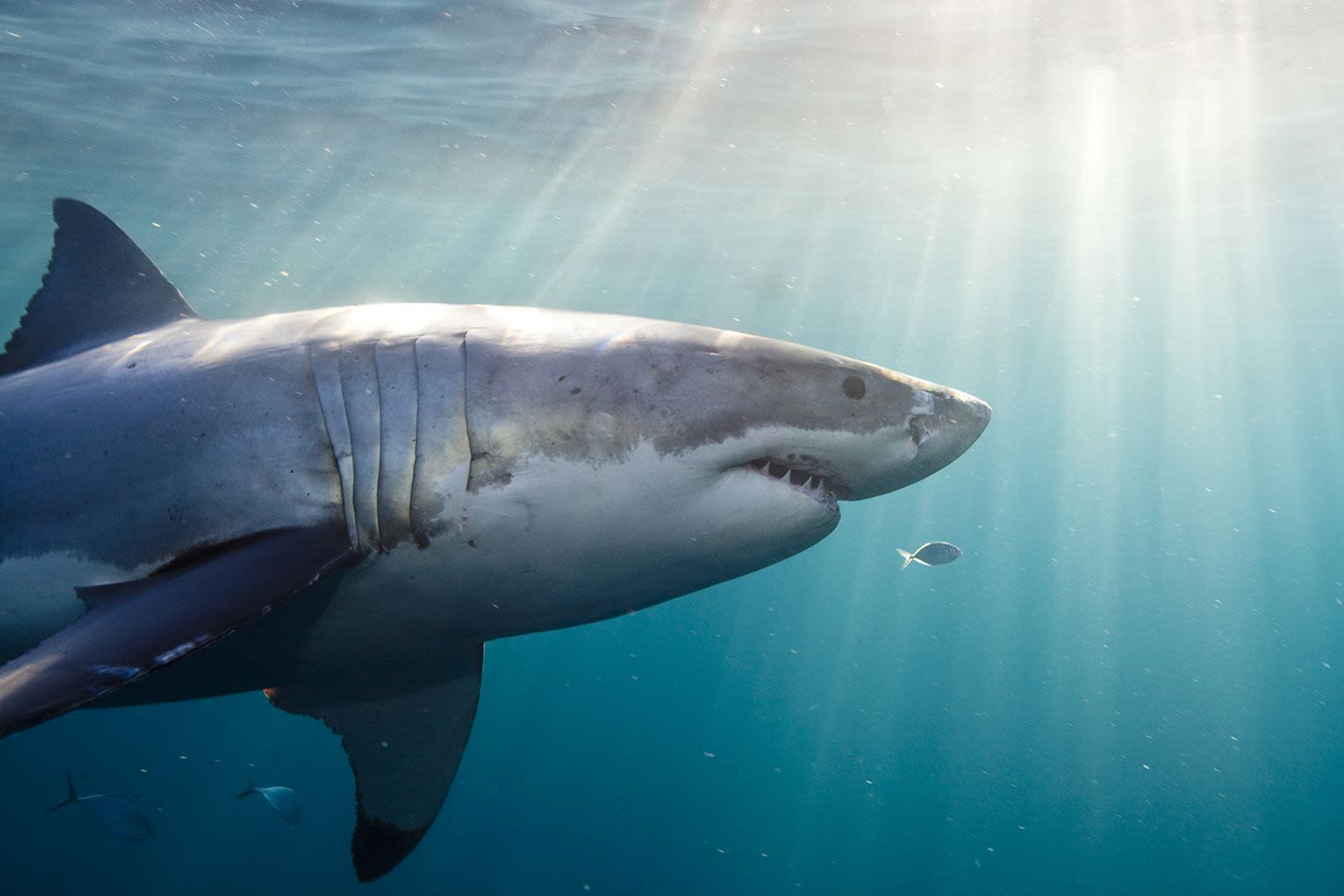 15-Year-Old American Girl Loses Leg in Shark Attack While on Vacation Diving Excursion