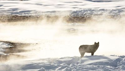 Groups call to ban predator killings with snowmobiles after Wyoming wolf torture