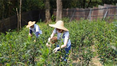 全台首家！新北好茶走向國際 谷芳茶園獲「溫室氣體認證」