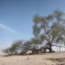 Tree of Life (Bahrain)