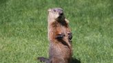 The Groundhogs' Kids Have Been Named | KAT 103.7FM | Steve & Gina in the Morning