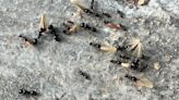 Un taller de hormigas para celebrar el Día mundial del medio ambiente