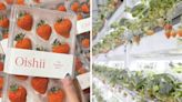 Oishii is bringing the world’s sweetest ‘Omakase strawberries’ from Japan to the U.S.
