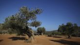 Bad news for gourmets: Italian olive oil production suffers from extreme heat and drought