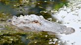 Experts offer tips on wildlife encounters following Augusta alligator sighting