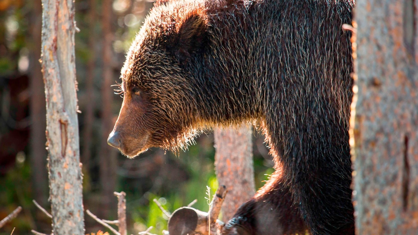35-year-old man survives grizzly bear attack after encountering 2 of them at national park