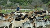 La caída del precio de la leche de cabra preocupa a IU Cádiz: "puede significar una nueva crisis" para el sector