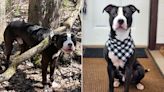 Abandoned Dog Left Strapped to a Tree by His Collar in Connecticut Is Ready For a Loving Home