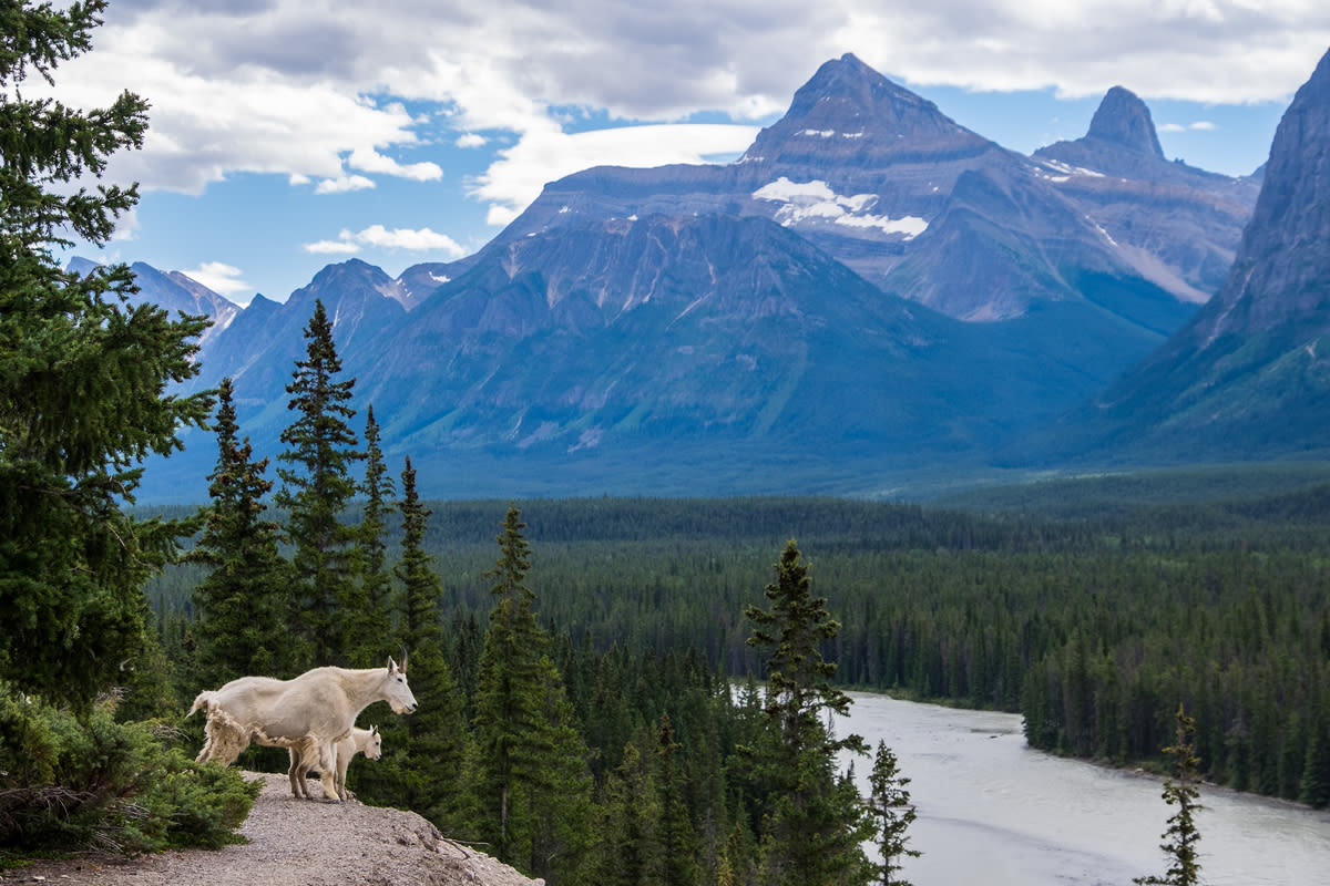 Glacier National Park Hikers Treated to Sweetest Encounter with Mama Mountain Goat and Baby