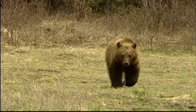 Helena-Lewis and Clark National Forest reports grizzly bear encounter east of Clancy