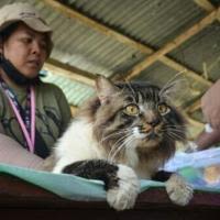 A rescued cat is injected with antibiotics at a shelter following the eruption of Mount Ruang volcano