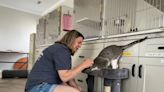 Shuttered NC flea market will be torn down soon. But the cats left behind need homes