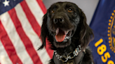 New drug-detecting K9 ‘Gregor’ joins the Clackamas County Sheriff’s Office