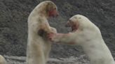 Frozen Planet II: The anarchic squalor of life and death is taken to new appalling heights