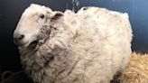 Missing Sheep Found Living with Kangaroo Pack Gets First Shearing in 5 Years and Loses 28 Lbs.