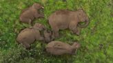 Elephant herd curls up in jungle for afternoon nap in India